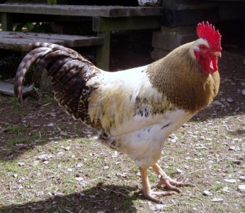 The Cockerel