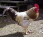 The Cockerel